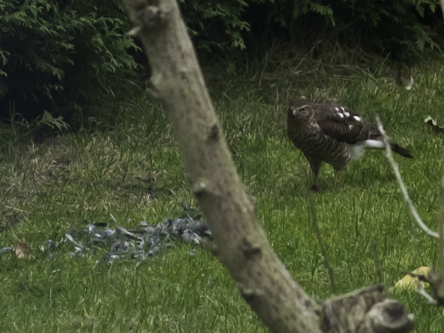 Sperber im Garten